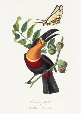 Toucan and Butterfly Illustration