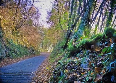 Forest Path in Autumn