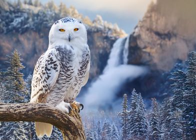 Snowy Owl on Branch