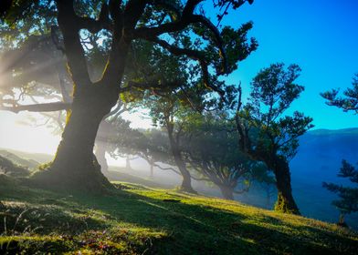 Sunbeams Through Trees