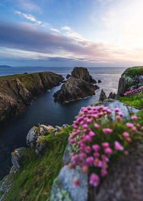 Coastal Cliffs and Pink Flowers