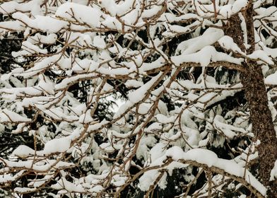 Snow-Covered Branches