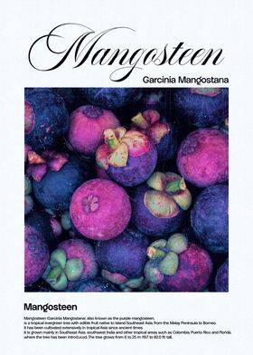 Mangosteen Fruit