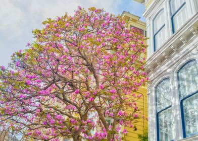 Pink Blossom Tree in Front of House