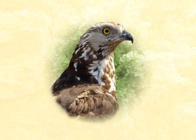 Honey Buzzard