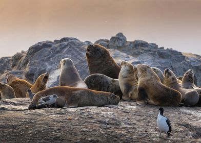 Sea Lions on Rocky Shore