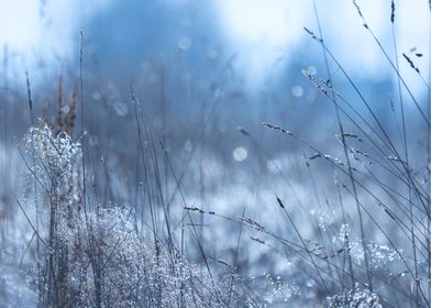 Frozen Grass in the Morning Meadow