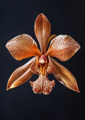 Brown Orchid Flower