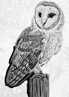 Barn Owl Illustration