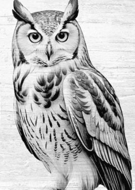 Owl Sketch on Wood