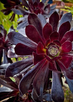 Black Rose Succulent