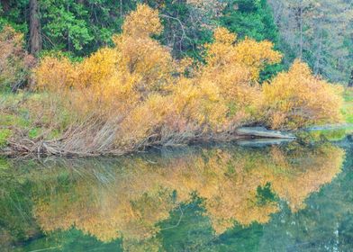 Autumn Reflection in Still Water