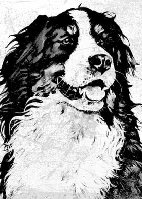 Bernese Mountain Dog Portrait