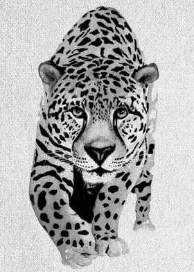 Black and White Jaguar