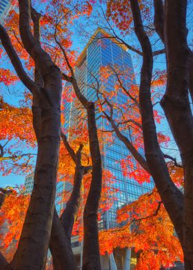 Autumn Leaves and Skyscraper