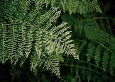 Fern Fronds