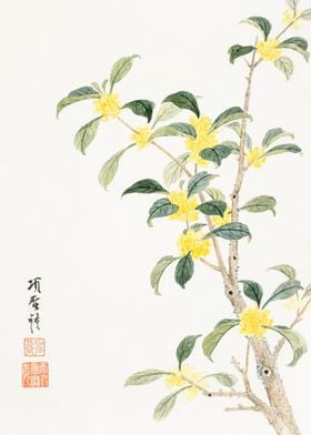 Cassia Blossom