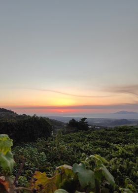 Sunset Over Vineyards