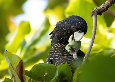 Black Cockatoo Eating Fruit