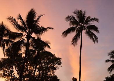 Palm Trees at Sunset