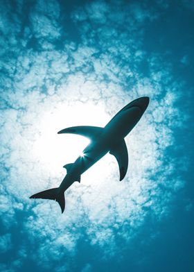 Shark Silhouette Underwater