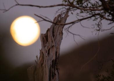 Moonlit Tree Trunk