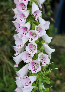 Pink Bells