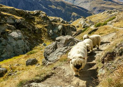 Sheep on Mountain Path