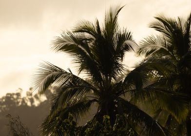 Palm Trees Silhouette