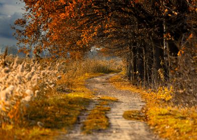 Autumn Path Through Trees