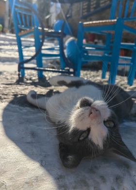 Playful Cat on Patio