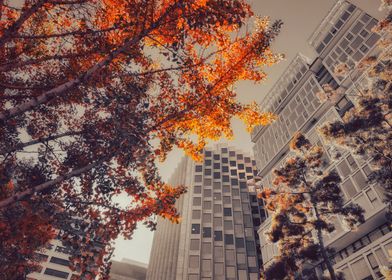 Autumn Cityscape