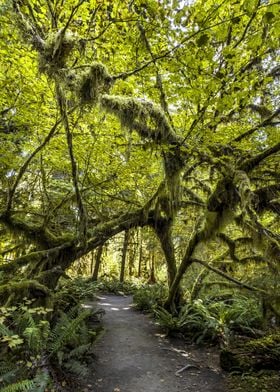 Hoh Rainforest USA