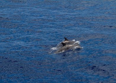 Dolphins Swimming in Ocean