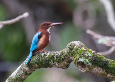 White-throated Kingfisher on Branch