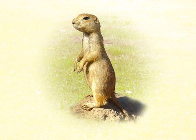 Prairie Dog 