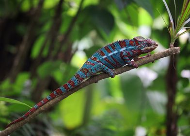 Blue and Red Chameleon on Branch