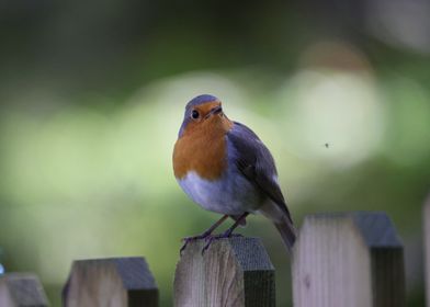 Robin on Fence