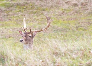 Deer in Grass