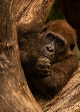 Gorilla Resting on Tree Trunk