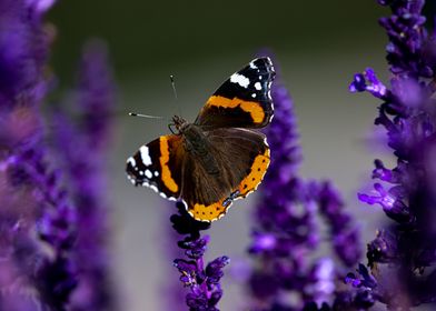 Red Admiral Butterfly on Lavender