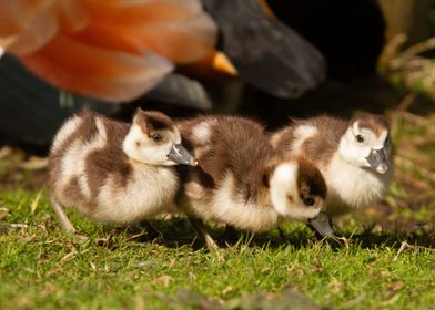 Three Goose Goslings and mother