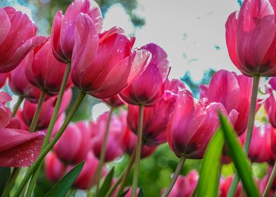 Pink Tulips Close-Up