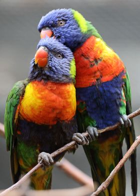 Rainbow Lorikeet Couple