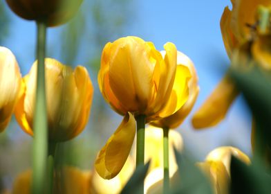 Yellow Tulips in Bloom