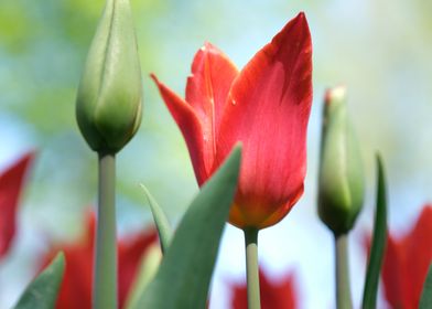 Red Tulip in Bloom