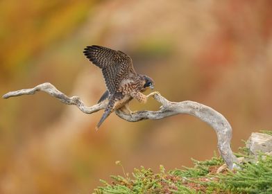 Peregrine Falcon on Branch