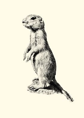 Prairie Dog Illustration