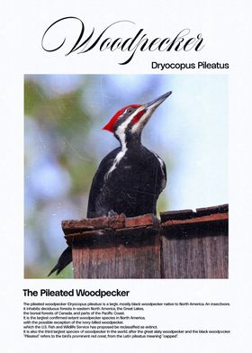 Pileated Woodpecker