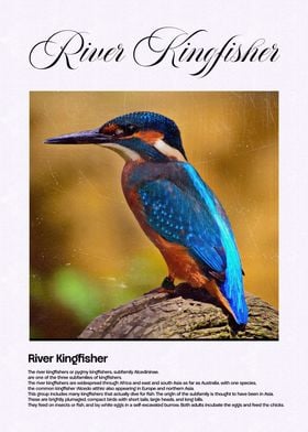 River Kingfisher Bird